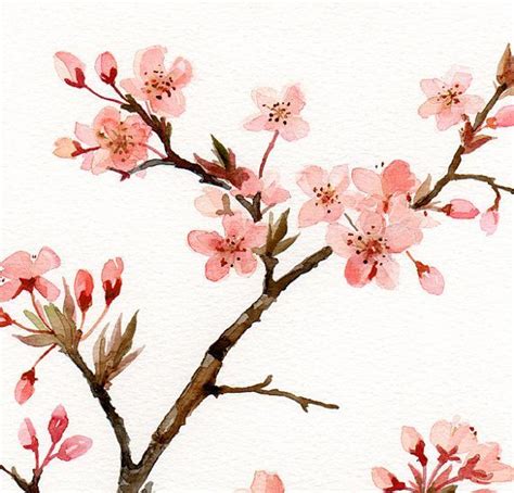 japanese cherry blossom watercolor